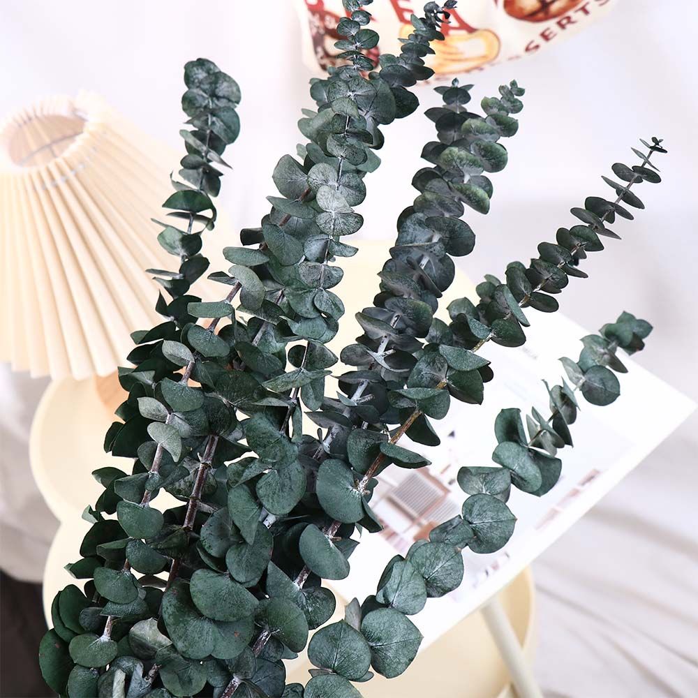 Eucalyptus Preserved - 10 Pcs Real Leaves Hanging Dried