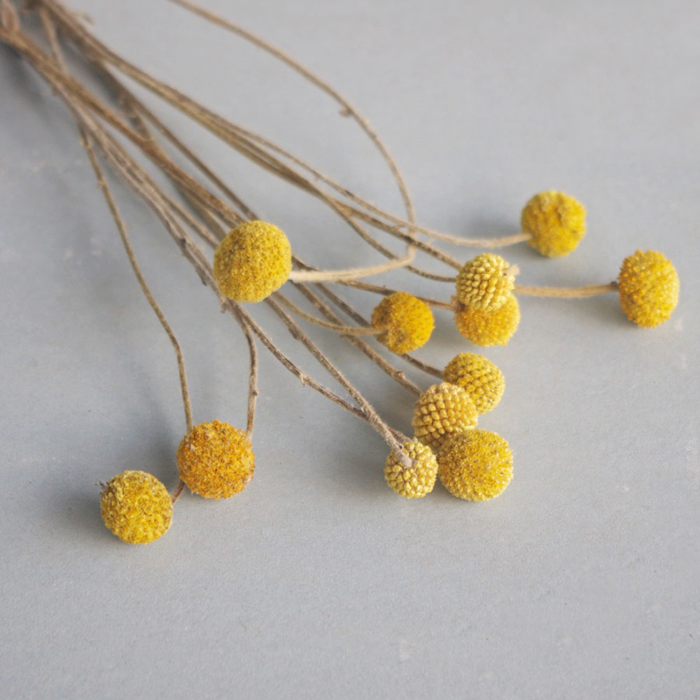 Dried Flower Bunch - 20pcs Natural dried Craspedia flower bouquets