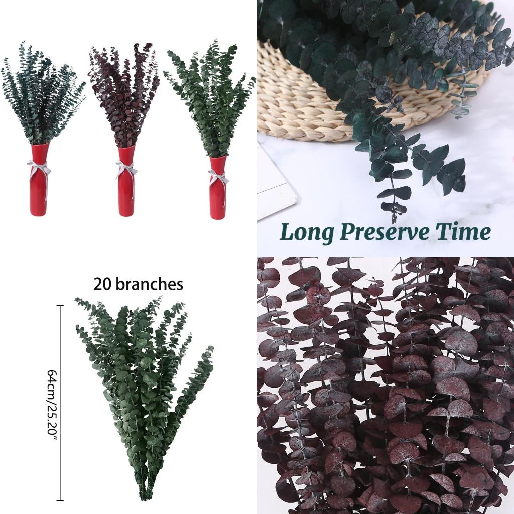 Eucalyptus Preserved - 20 Chiếc Bảo Quản Cho Tươi