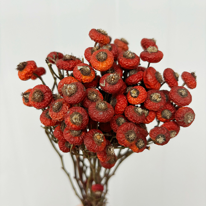 10pcs/Bunch Dried Rose Hip Ber - đánh giá và giá Dried Flower Bunch