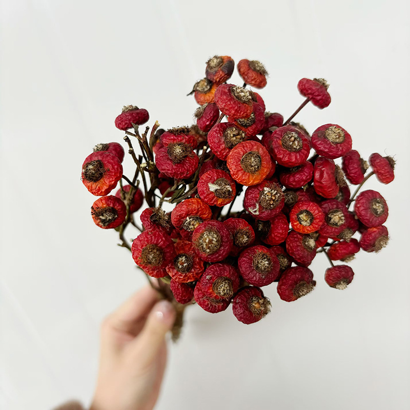 10pcs/Bunch Dried Rose Hip Ber - đánh giá và giá Dried Flower Bunch