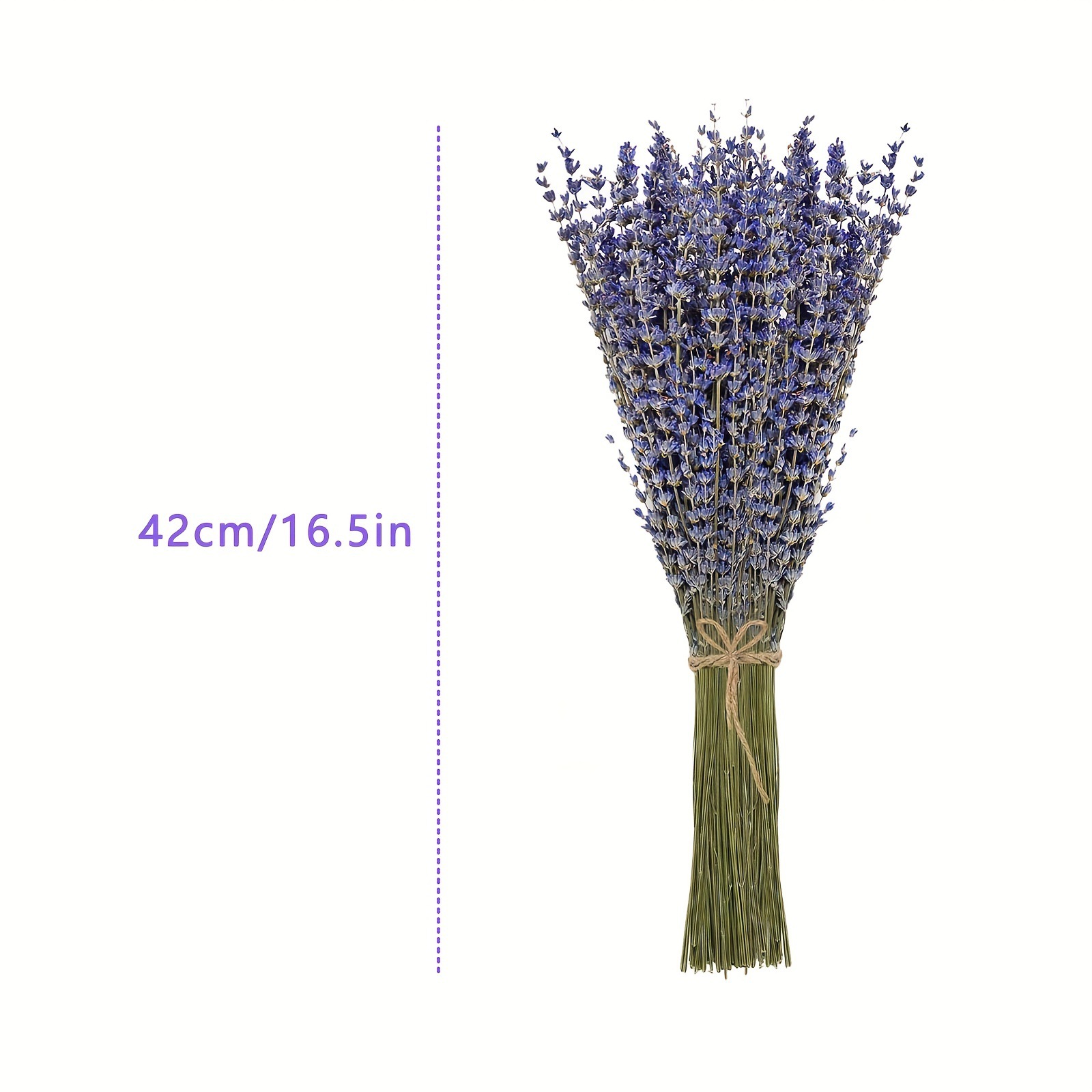200pcs/Bunch Lavender Dried Fl - đánh giá và giá Dried Flower Bunch