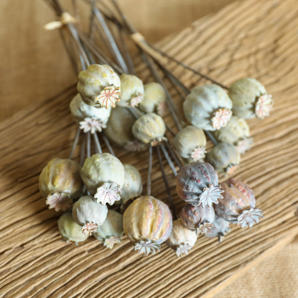 6Heads Poppies Fruit Dried Flo - đánh giá và giá Dried Flower Bunch