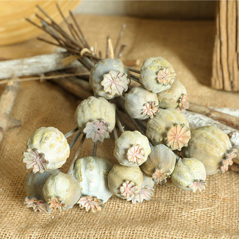 6Heads Poppies Fruit Dried Flo - đánh giá và giá Dried Flower Bunch