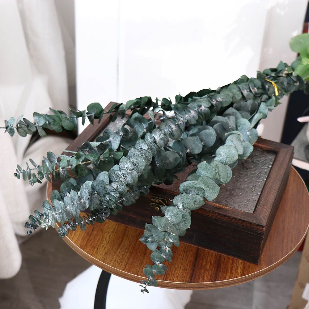 10 Pcs Real Leaves Hanging Dri - đánh giá và giá Eucalyptus Preserved