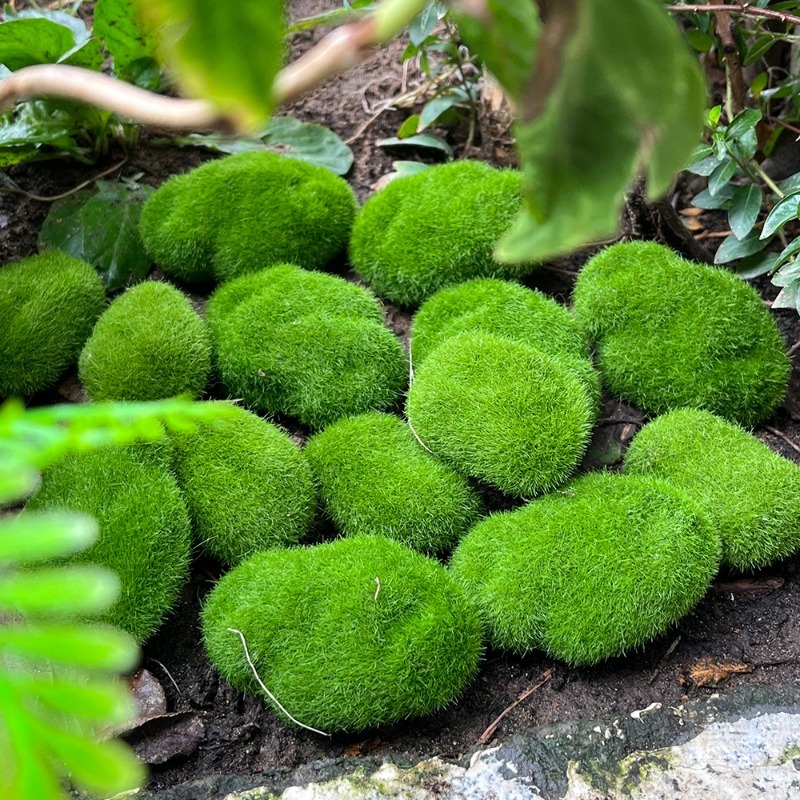 5/30pcs Simulation Moss Stone  - đánh giá và giá Preserved Moss Sheet