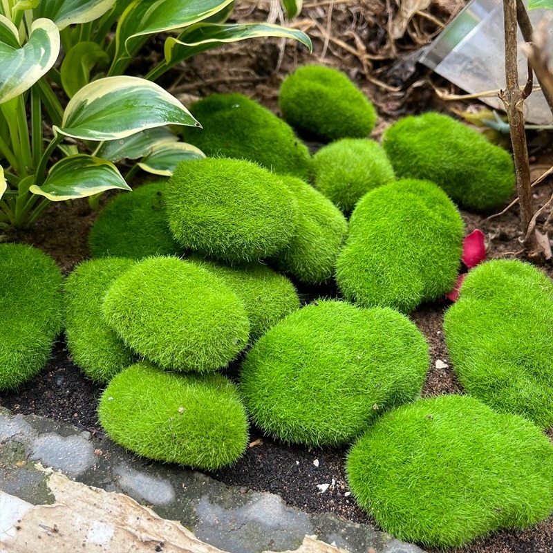 5/30pcs Simulation Moss Stone  - đánh giá và giá Preserved Moss Sheet