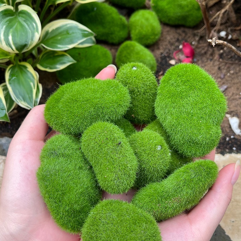 5/30pcs Simulation Moss Stone  - đánh giá và giá Preserved Moss Sheet
