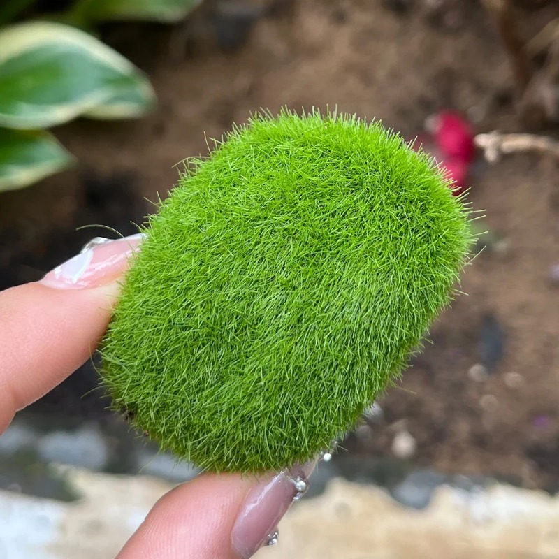 100/5PCS Artificial Moss Rock  - đánh giá và giá Preserved Moss Sheet