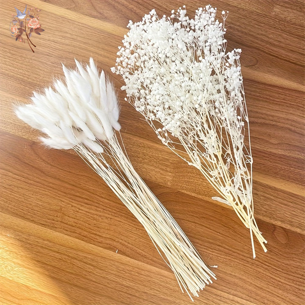 54Pcs White Dried Flower Brida - đánh giá và giá Dried Flower Bunch