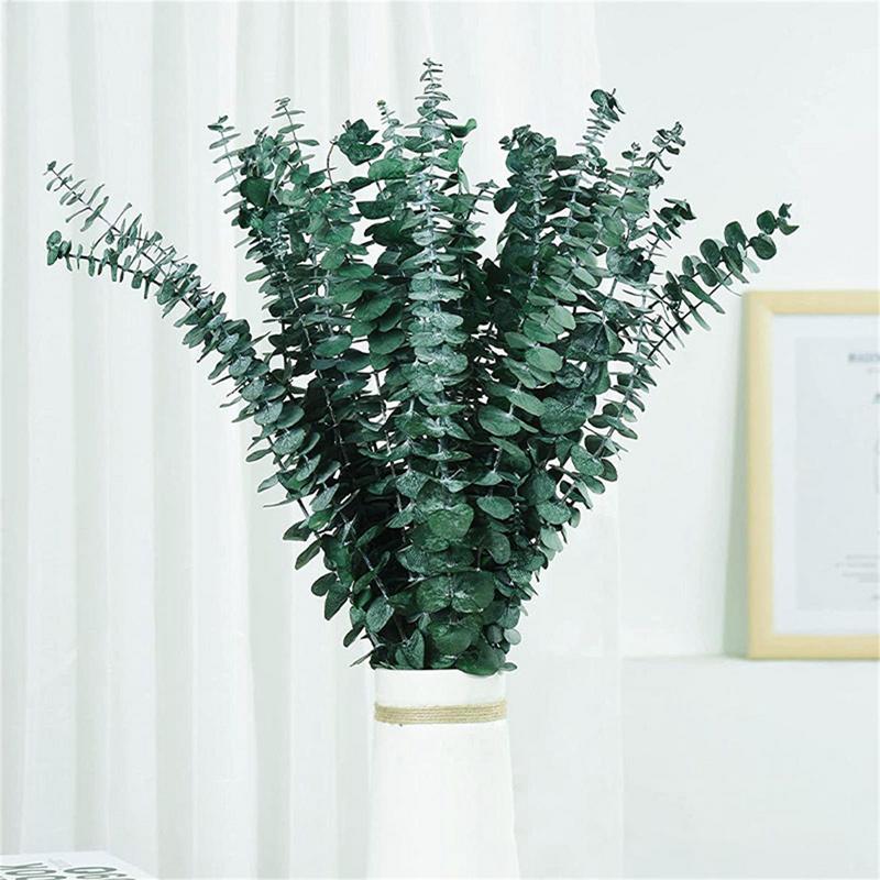 10PCS Real Eucalyptus Leaves D - đánh giá và giá Eucalyptus Preserved