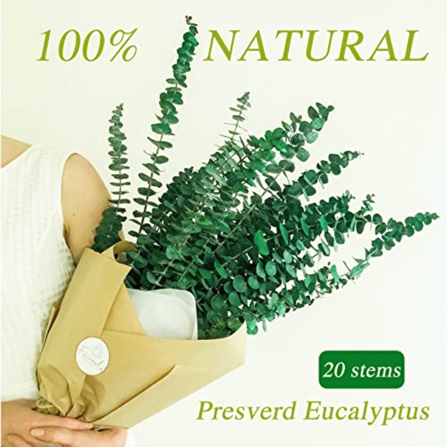 20 Pcs Preserved Dried Eucalyp - đánh giá và giá Eucalyptus Preserved