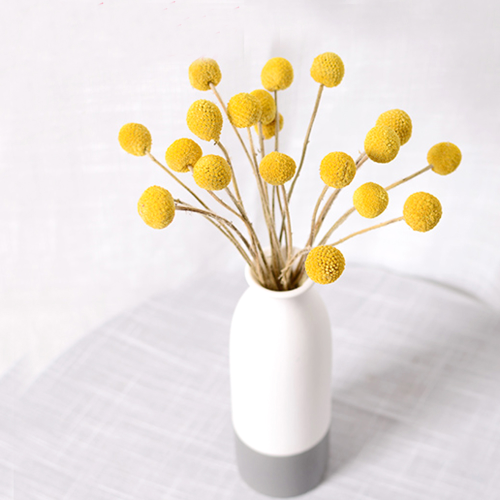 20pcs Natural dried Craspedia  - đánh giá và giá Dried Flower Bunch