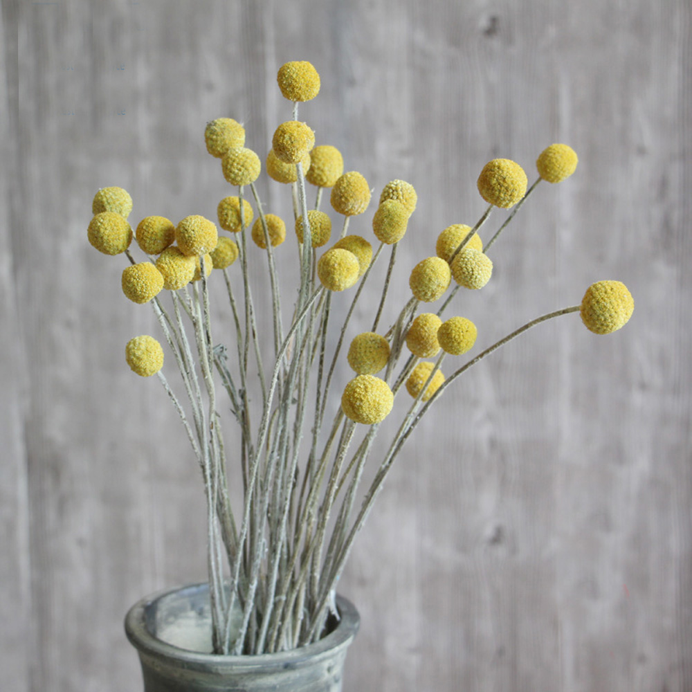 20pcs Natural dried Craspedia  - đánh giá và giá Dried Flower Bunch