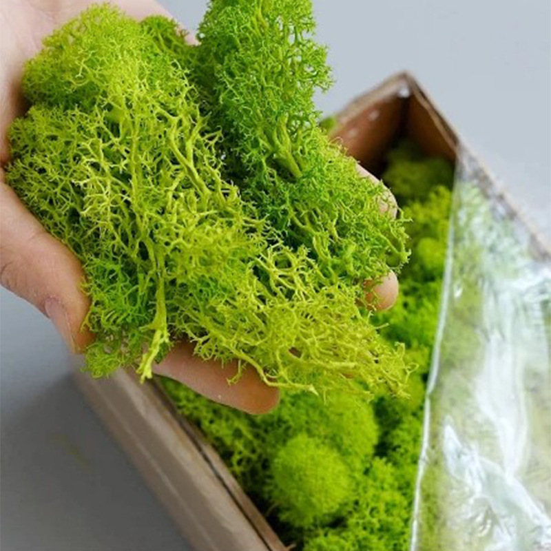100/200/500g Eternal Life Moss - đánh giá và giá Preserved Moss Sheet