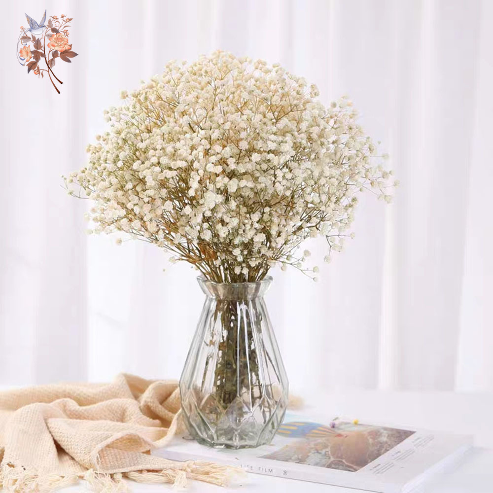 60g Dried Baby Breath Flower B - đánh giá và giá Dried Flower Bunch