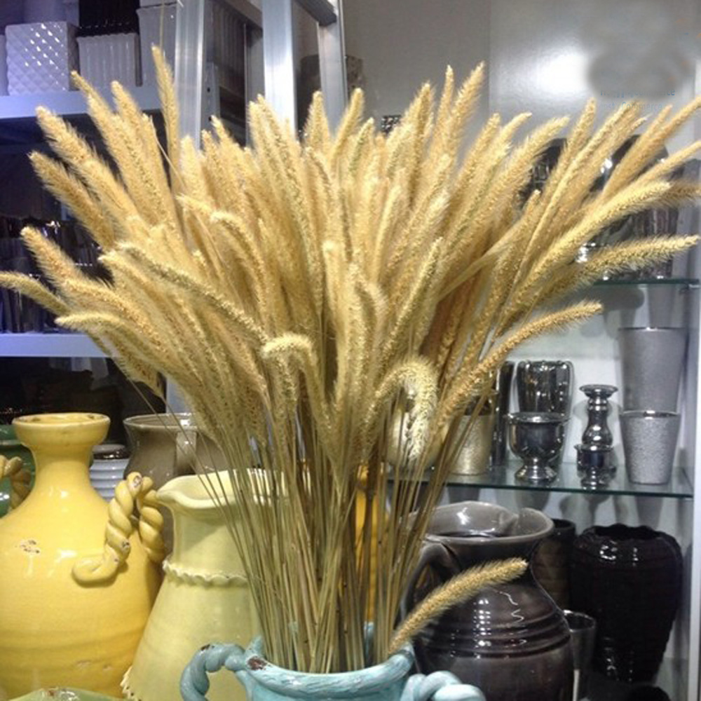 200pcs natural dried Lagurus o - đánh giá và giá Dried Flower Bunch
