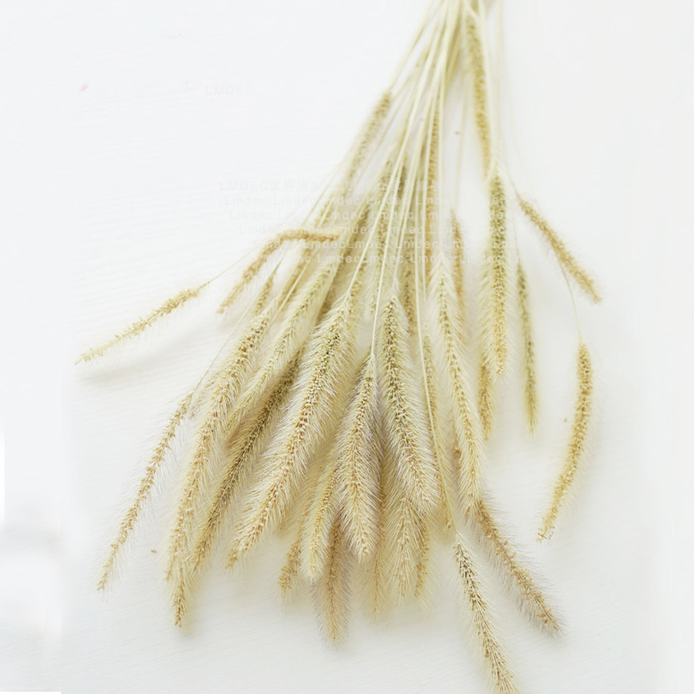 200pcs natural dried Lagurus o - đánh giá và giá Dried Flower Bunch